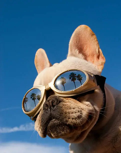 LA’s Best Pet-Friendly Summer Events by The Chou Pet — Fun, Friends, and Furry Adventures!