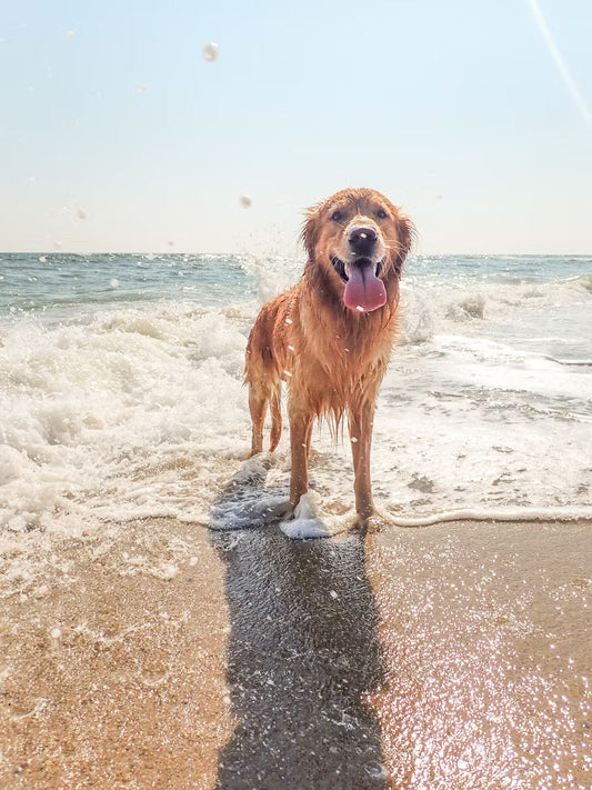 5 Tips to Spend Summer with Your Pup — By The Chou Pet