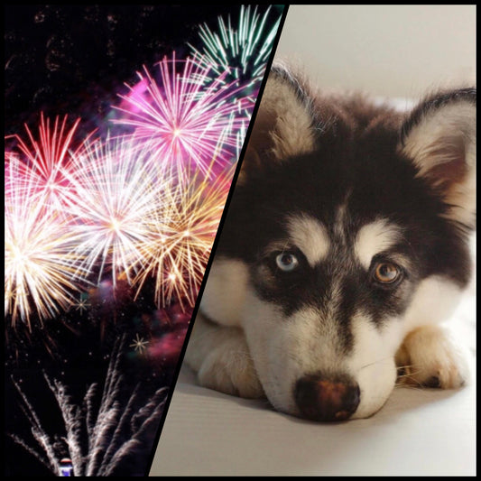 Celebrating Safely: Essential Tips for Keeping Your Pets Calm During Fireworks!