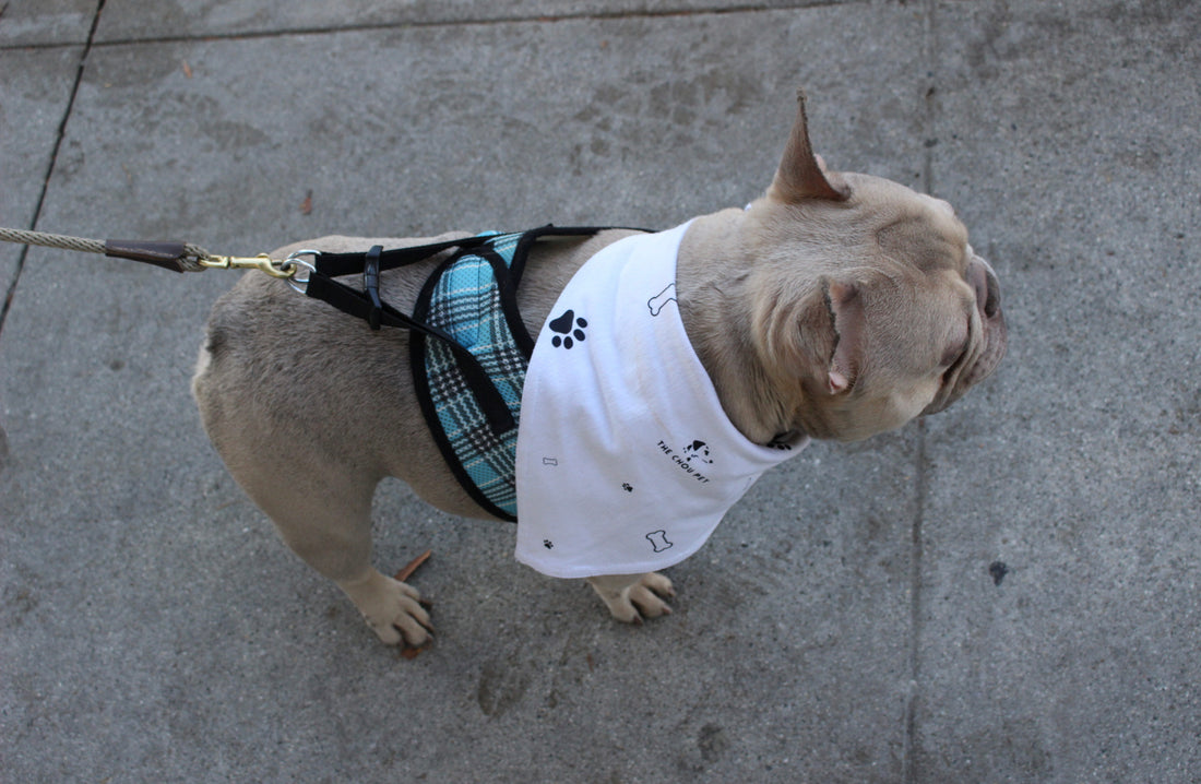 Do Dogs Like Wearing Clothes? Let’s Unravel the Mystery!