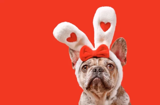 9 Ways to Celebrate Valentine’s Day With Your Pet by The Chou Pet