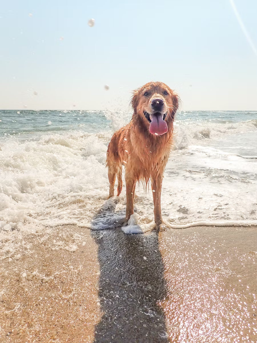 5 Tips to Spend Summer with Your Pup — By The Chou Pet