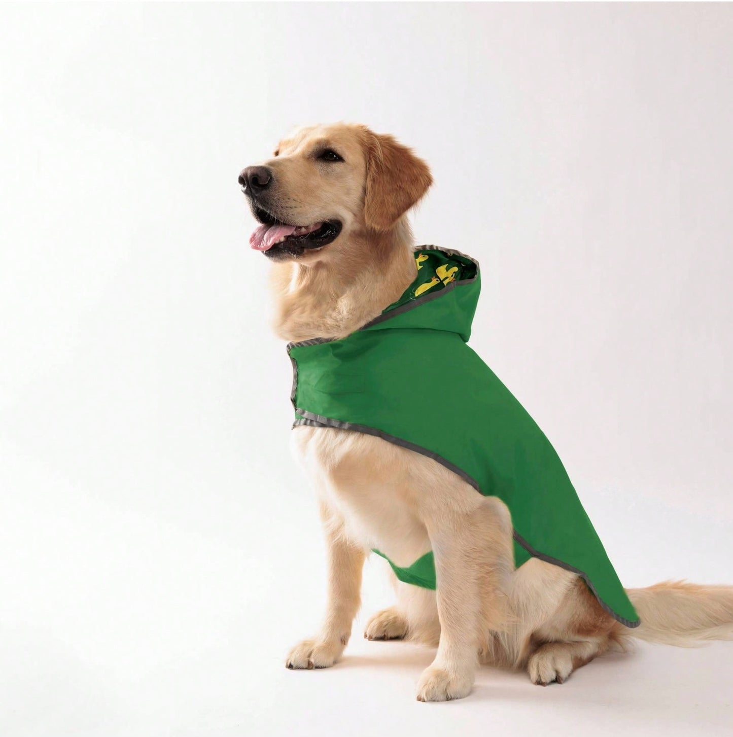 Dog wearing a green raincoat on a white background