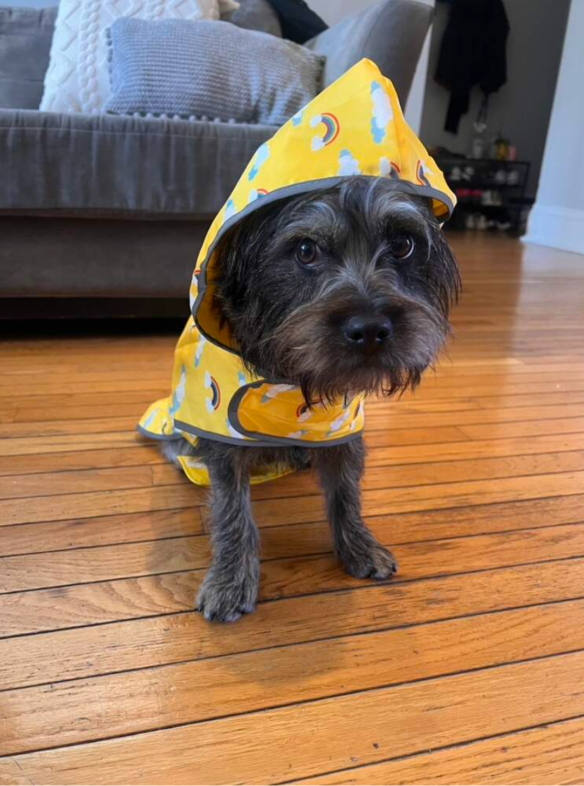 Dog wearing a yellow raincoat with clouds patterns on a wooden floor.