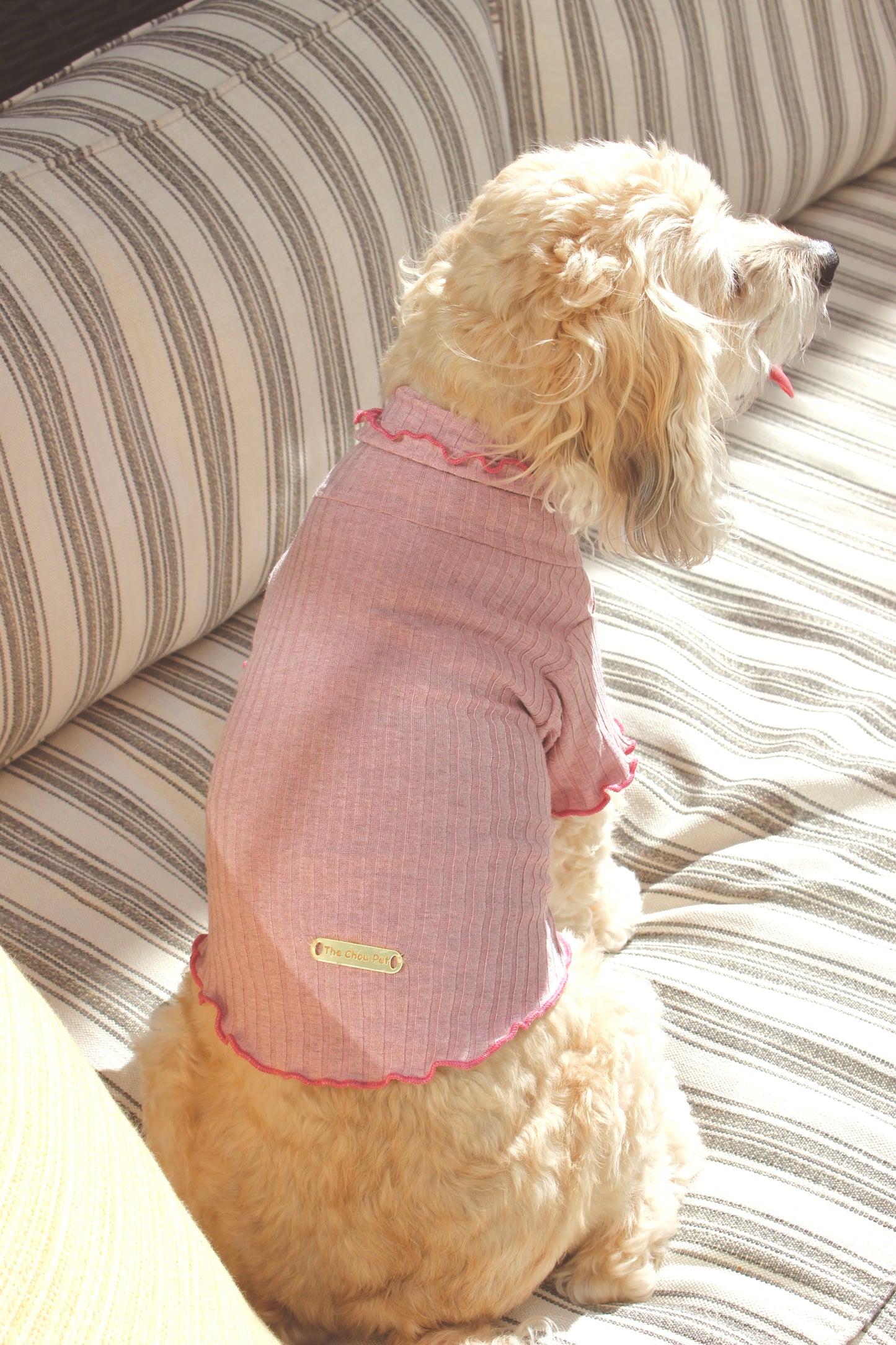 Dog wearing a pink sweater sitting on a striped couch.