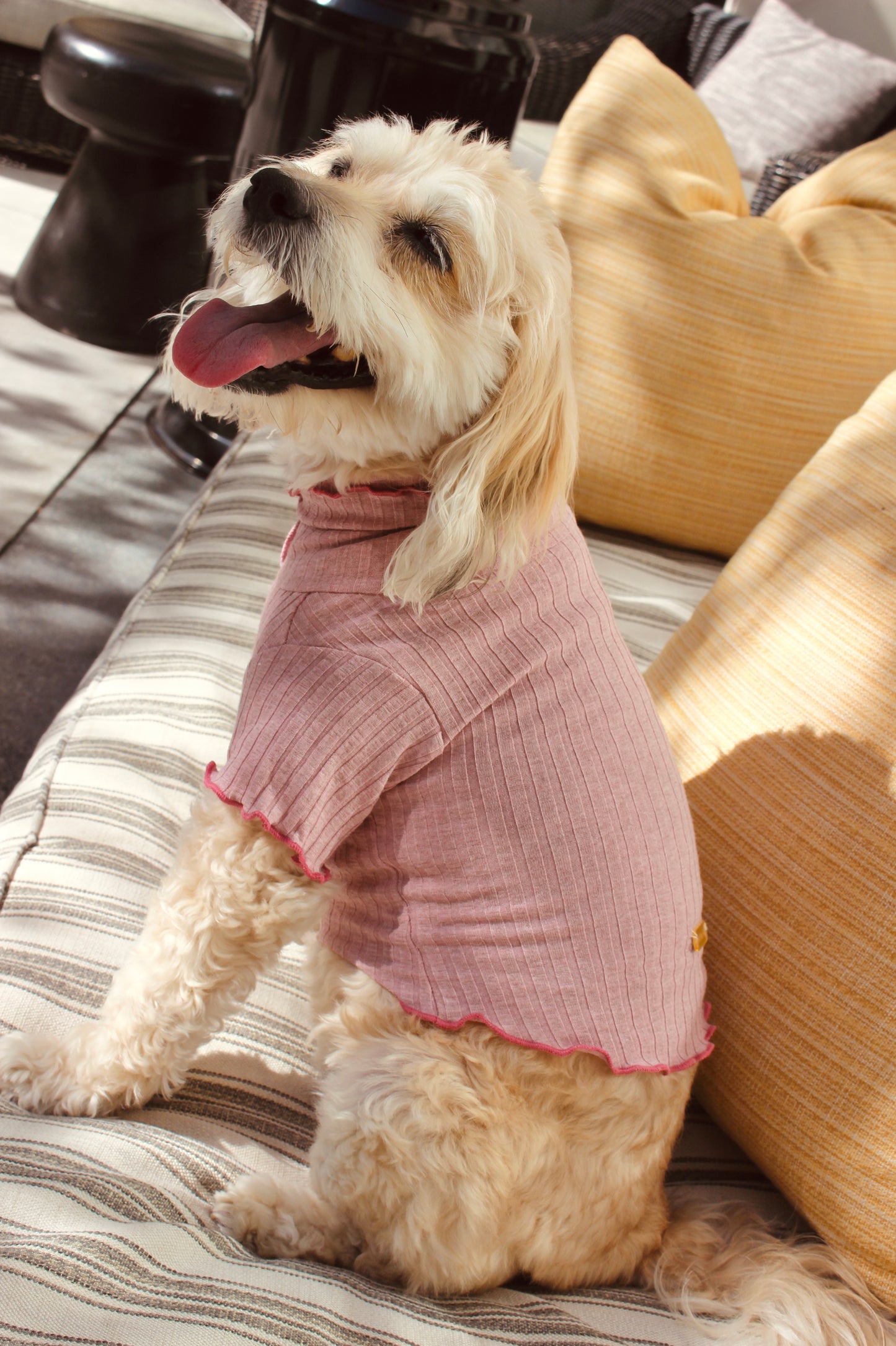 Dog wearing a pink sweater sitting on a couch.