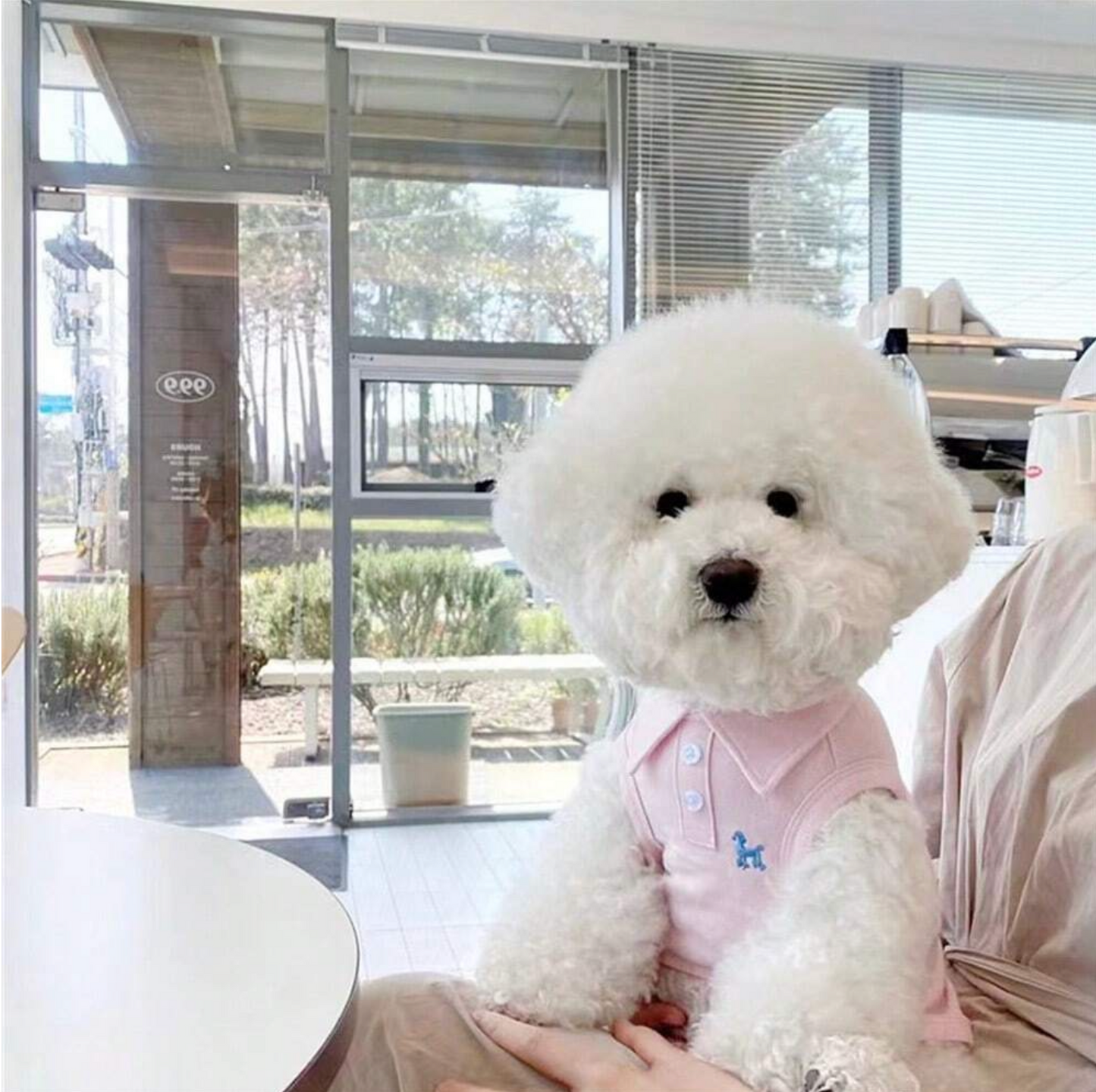 Polo Chou Pet Shirt