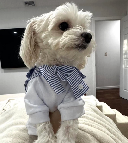 Casual Versatile Dog shirt