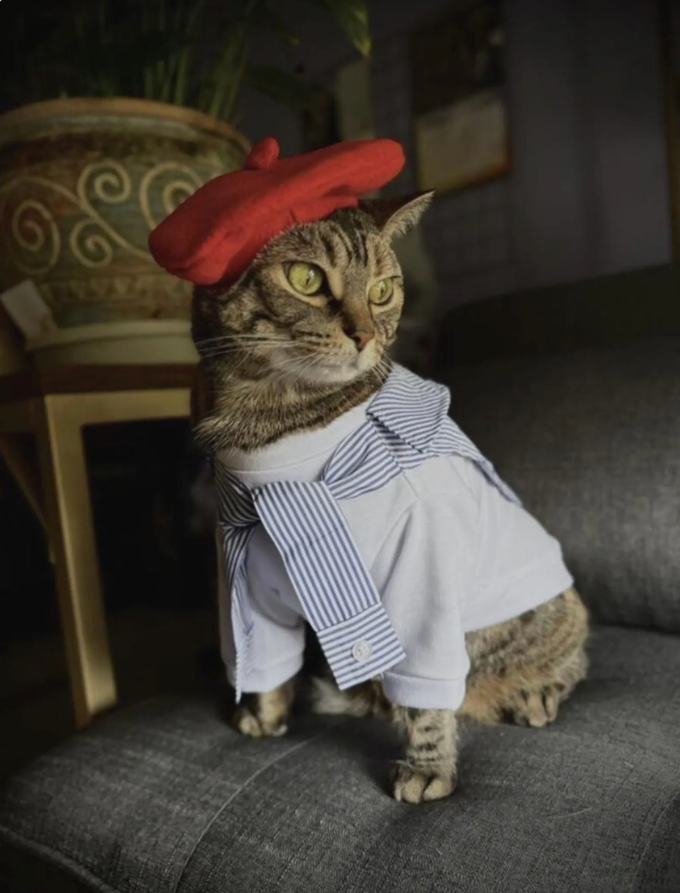 Casual Versatile Dog shirt