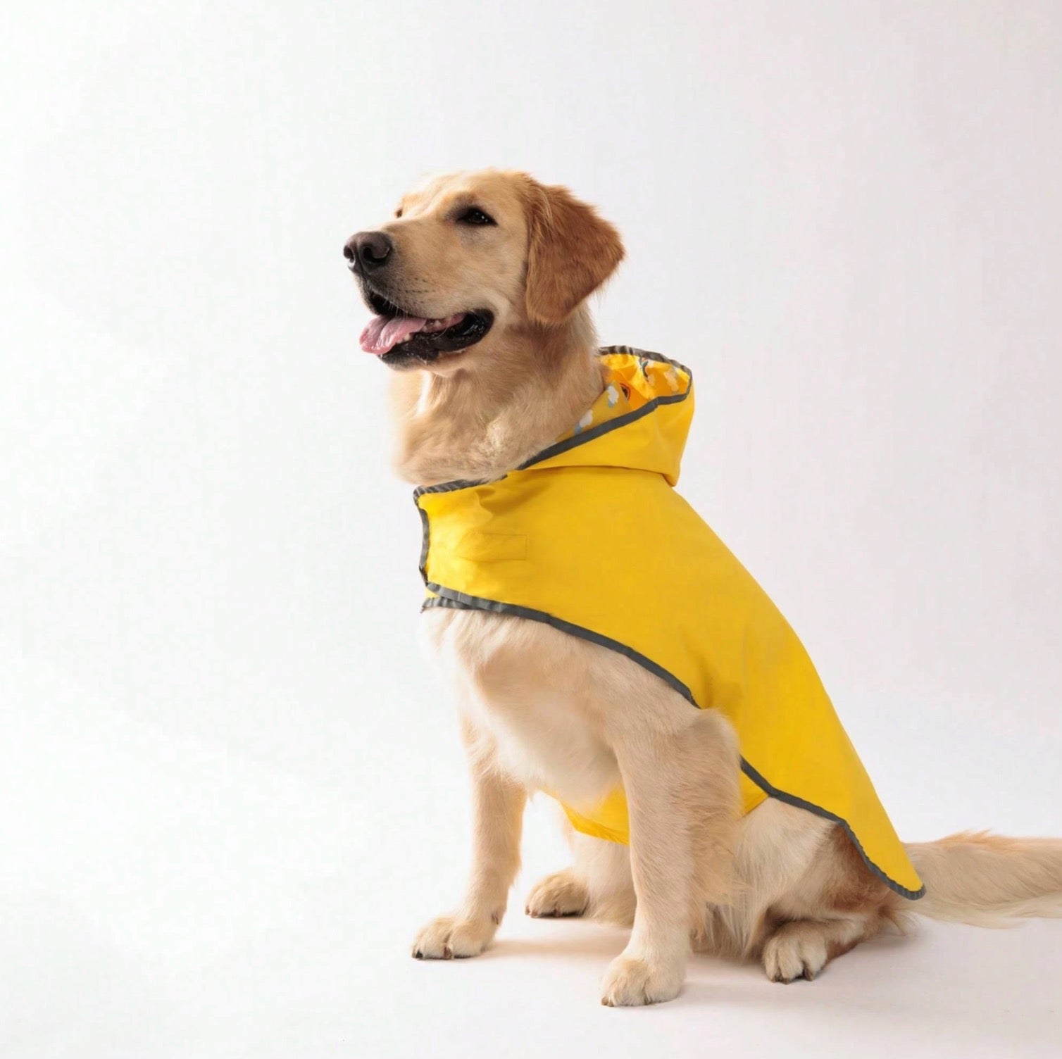 Dog wearing a yellow raincoat on a white background
